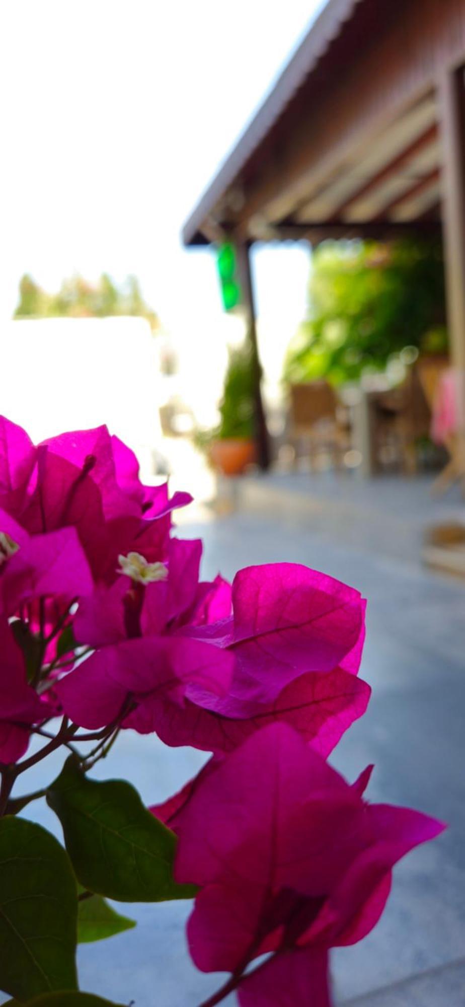 Merkez Kumsal Pansiyon Bodrum Zewnętrze zdjęcie